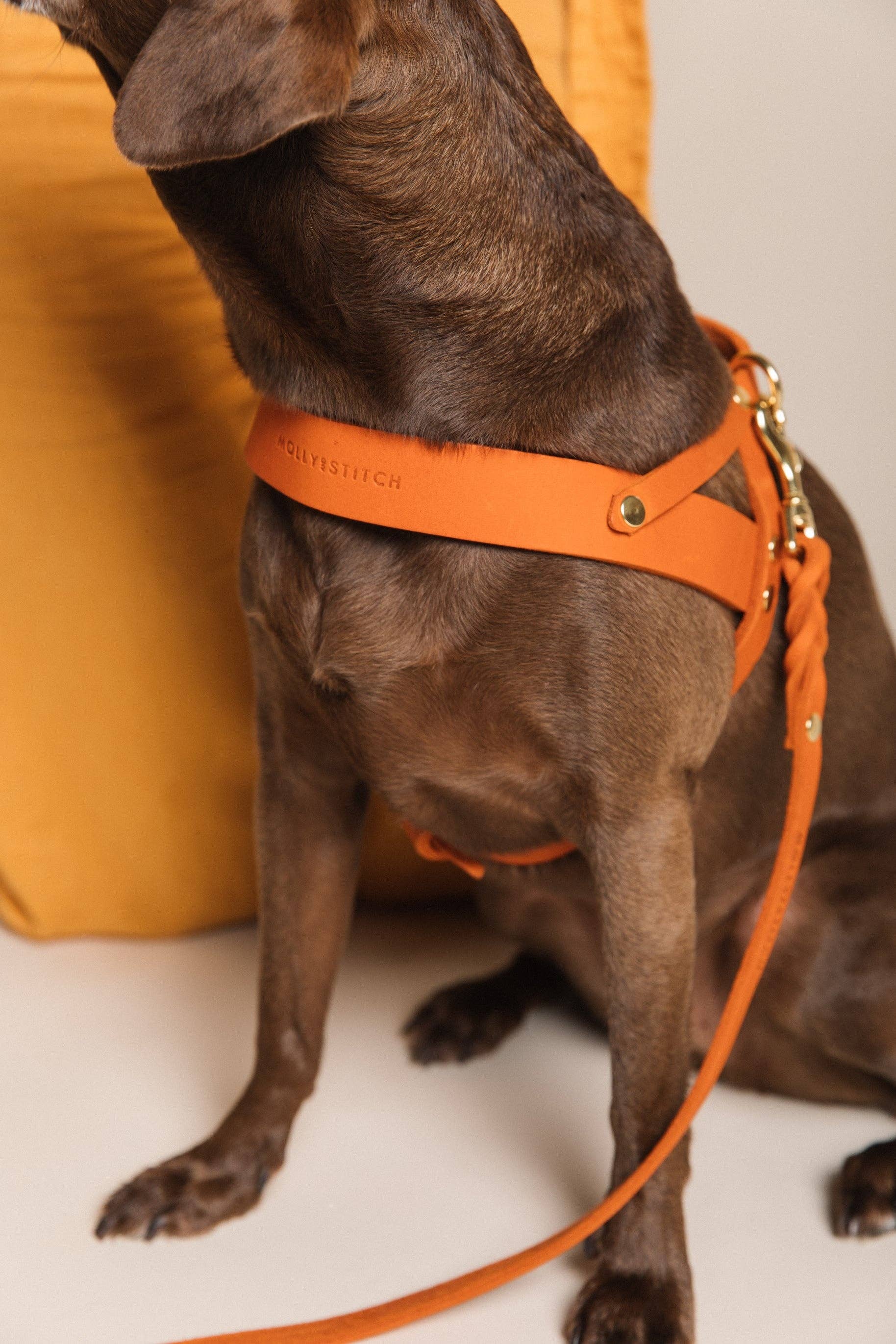 Molly and Stitch - Wholesale Pet Harness - Dog - Butter Leather Dog Harness - Mango5