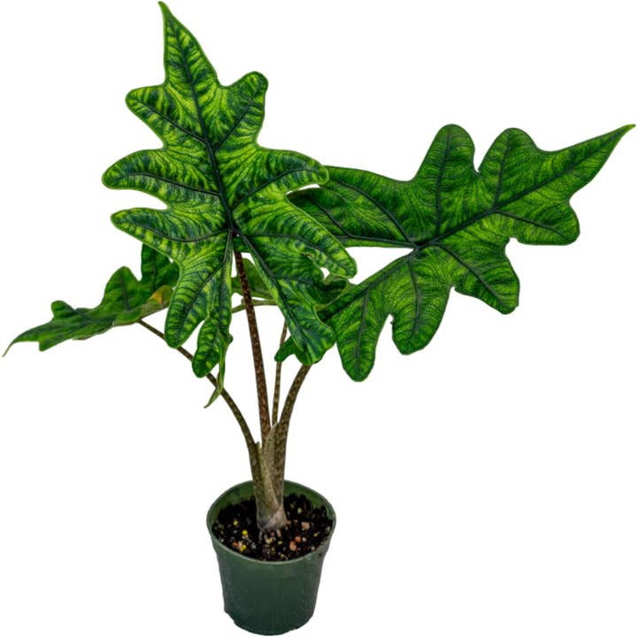 Arcadia Garden Products - Wholesale Live Plant - Alocasia Jacklyn 4 inch Grower Pot