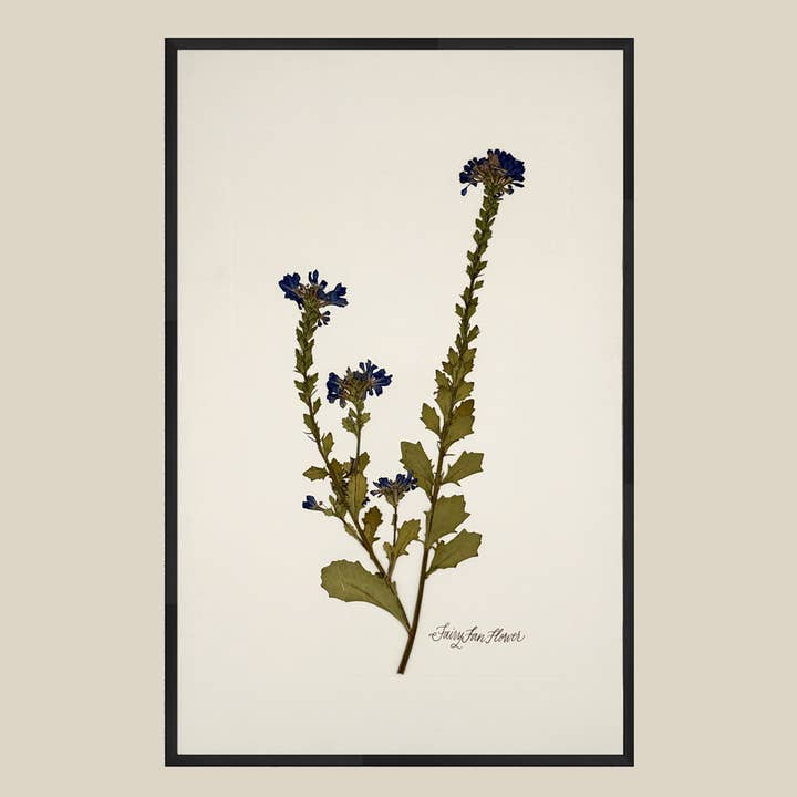 Flor de fada leque única de flor prensada real por atacado de The Fleur De Lis House