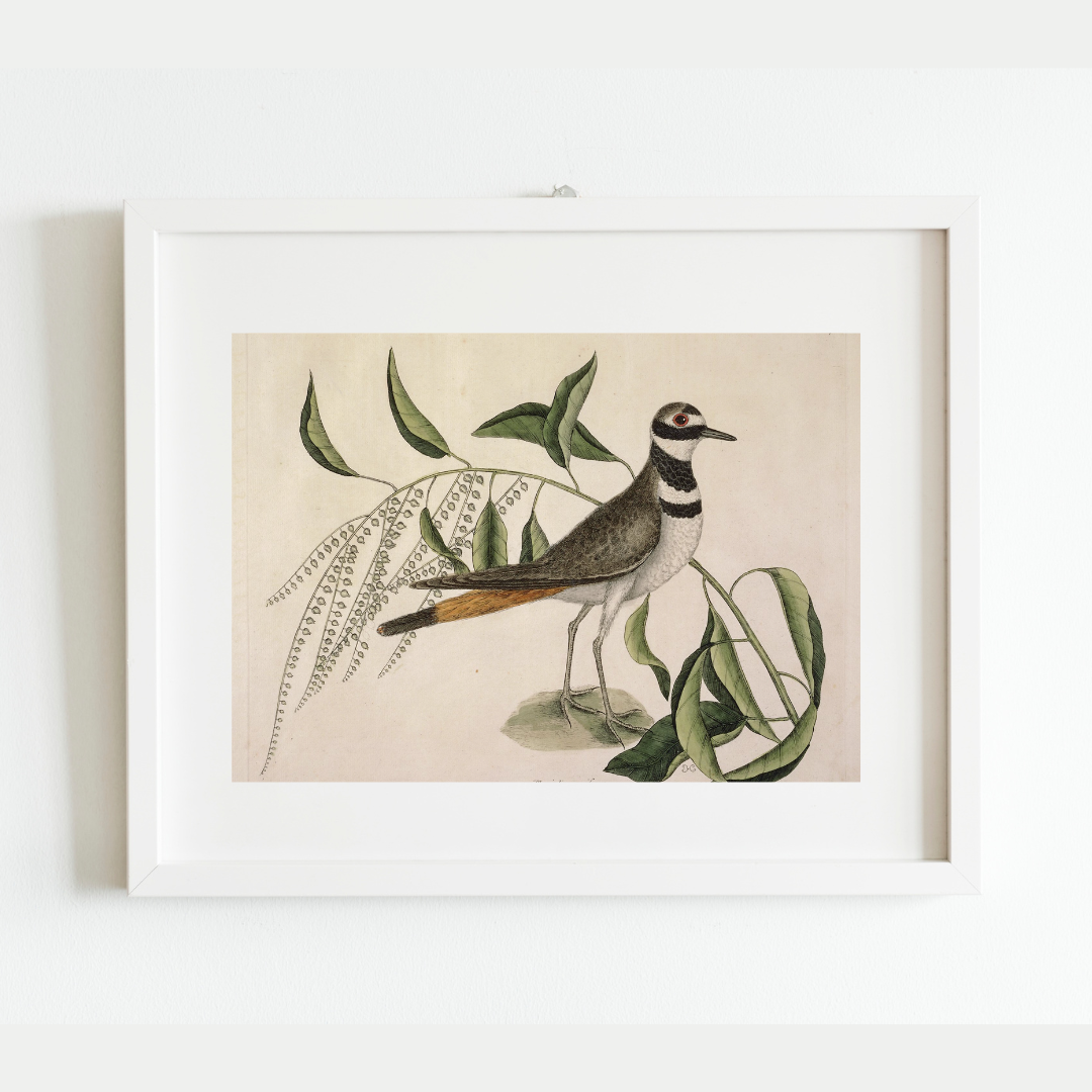 Sea to Skye - Wholesale Art Print - Plover Bird Antique Art Print3