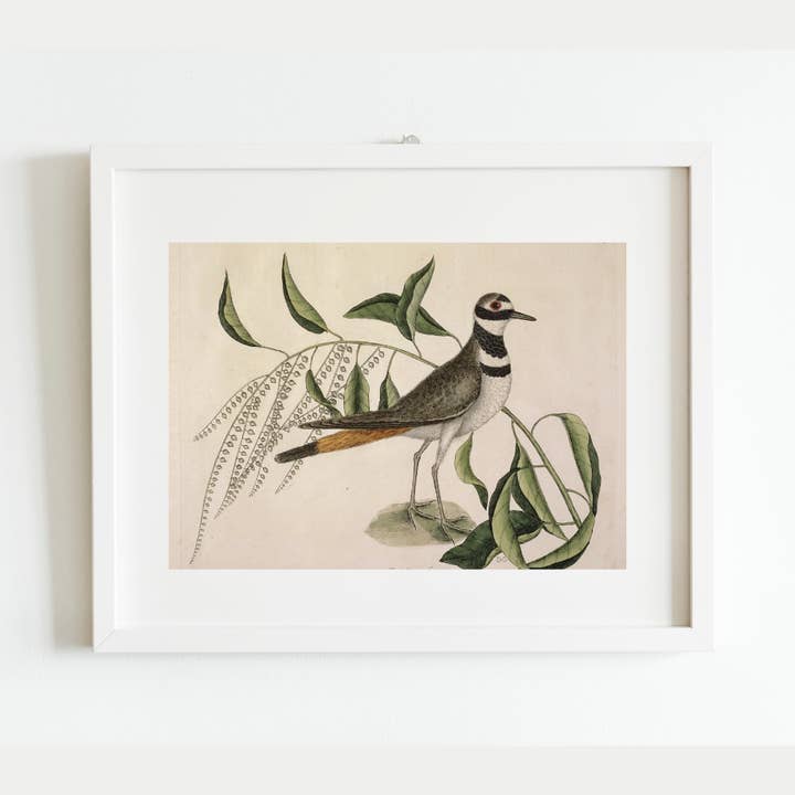 Sea to Skye - Wholesale Art Print - Plover Bird Antique Art Print3