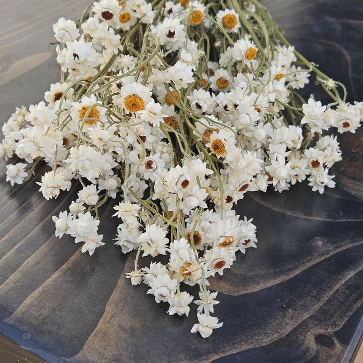 Alissas Flower Farm - Wholesale Dried/Pressed Flowers - Dried Ammobium1