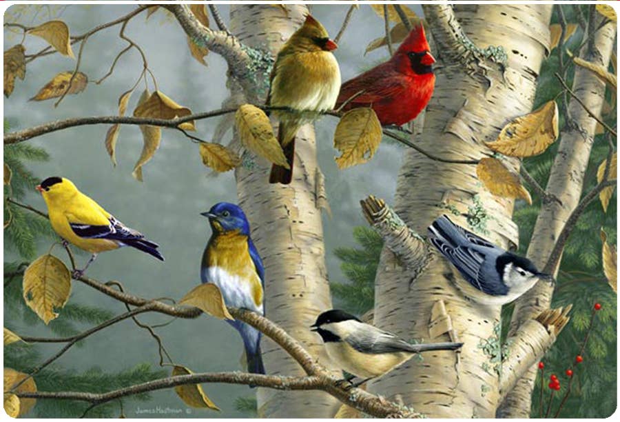 Andreas - Wholesale Jar Opener - HB Songbird Favorites1