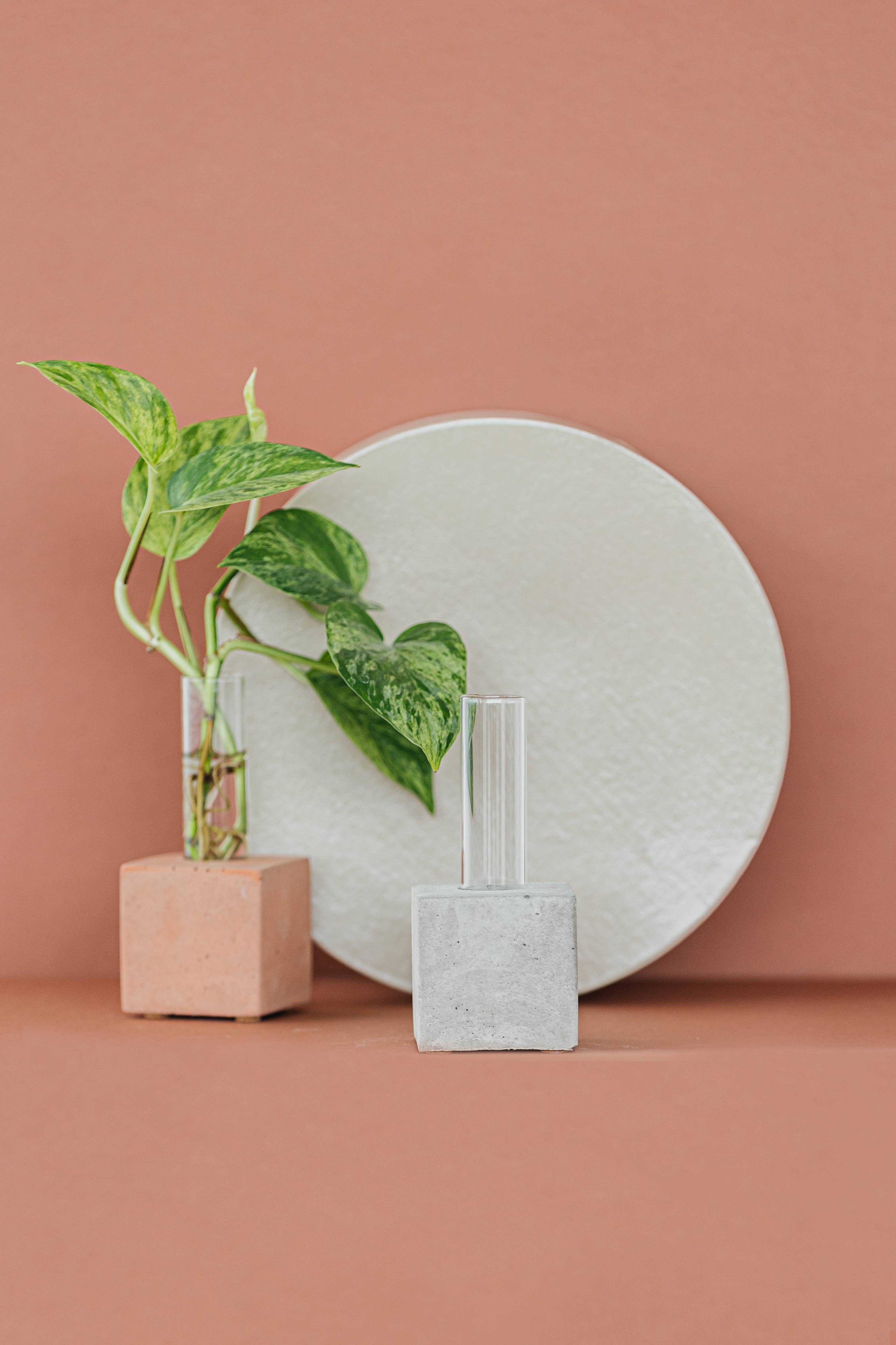 The Plant Supply - Wholesale Vase - Propagation Vase | Cutting Holder and Propagation Station6