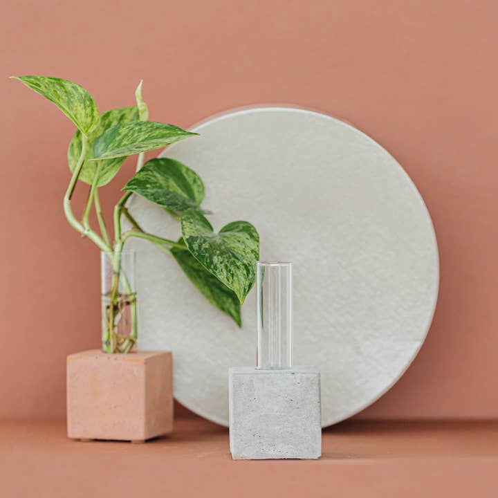 The Plant Supply - Wholesale Vase - Propagation Vase | Cutting Holder and Propagation Station6