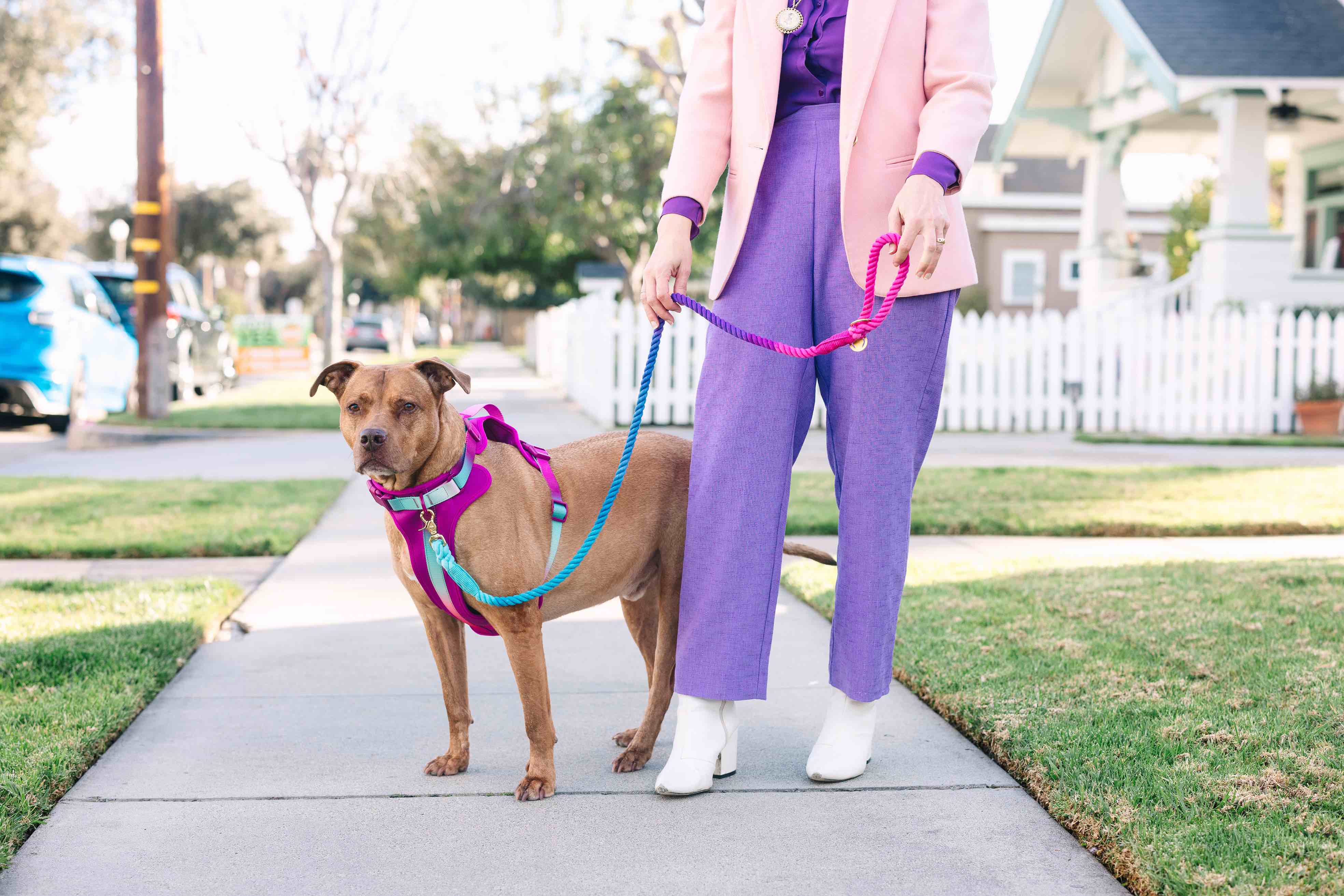 Pink Papyrus | Premium, Durable, & Stylish Dog Products - Wholesale Pet Harness - Dog - Joana Dog Harness | No Pull Dog Harness | Purple Dog Harness3