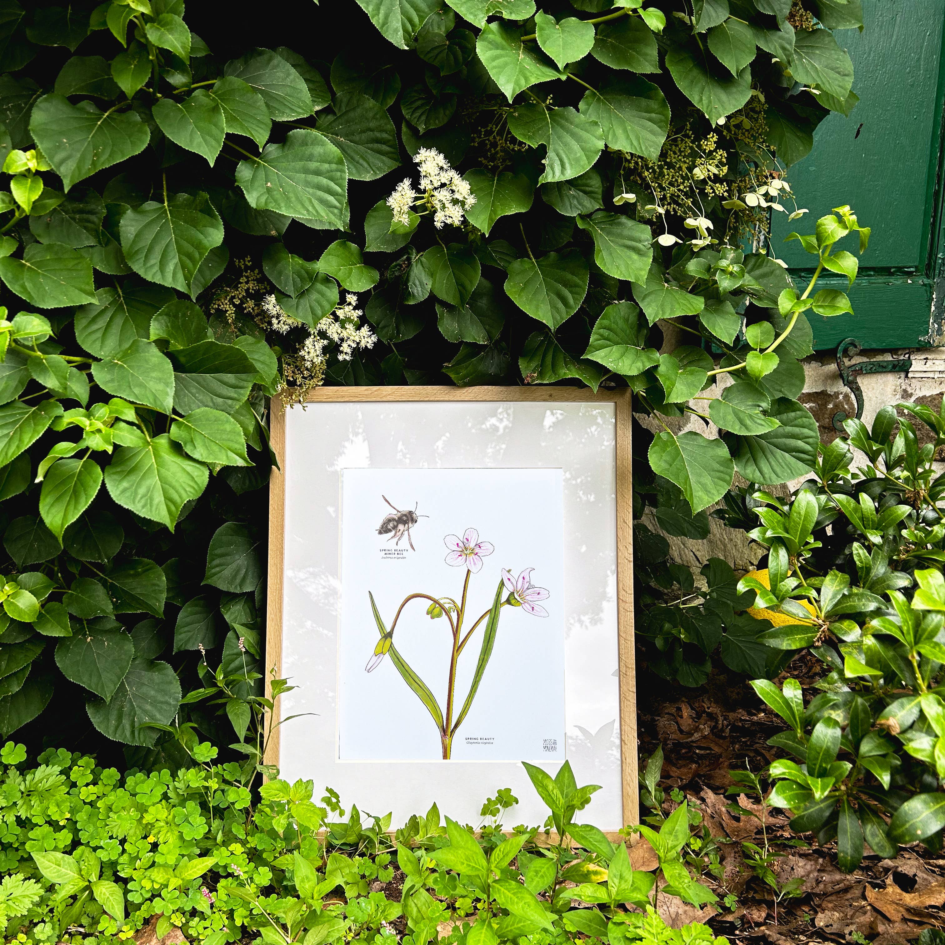 Moss and Mineral - Wholesale Art Print - Spring Beauty Bee and Flower, Botanical Illustration2