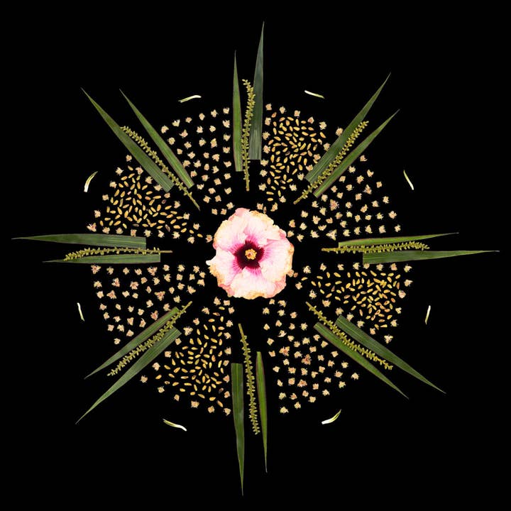 Hawaiiansk rodeo for engroshandel hos Lola Pilar Hawaii