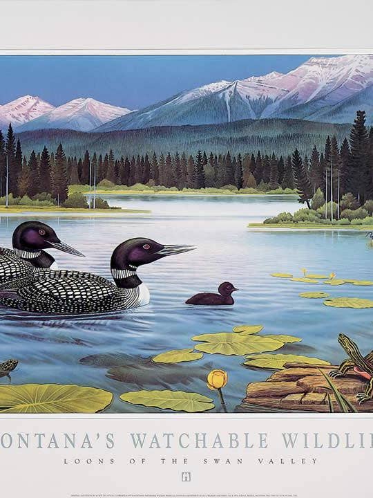 Loons of the Swan Valley - Montanas bevakningsbara vilda djur för wholesale av Frame of Mind