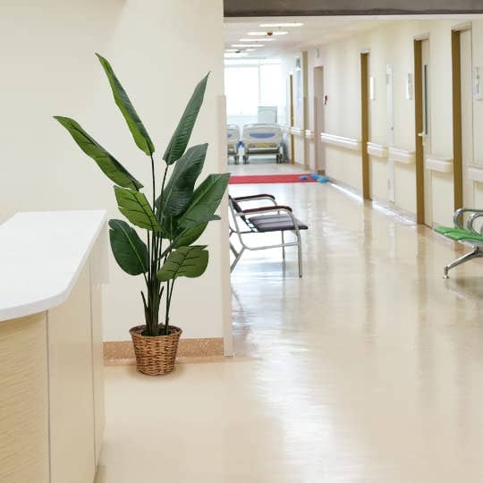 Larksilk - Wholesale Artificial Plant - Bird Of Paradise Tree In Black Pot - 5Ft1