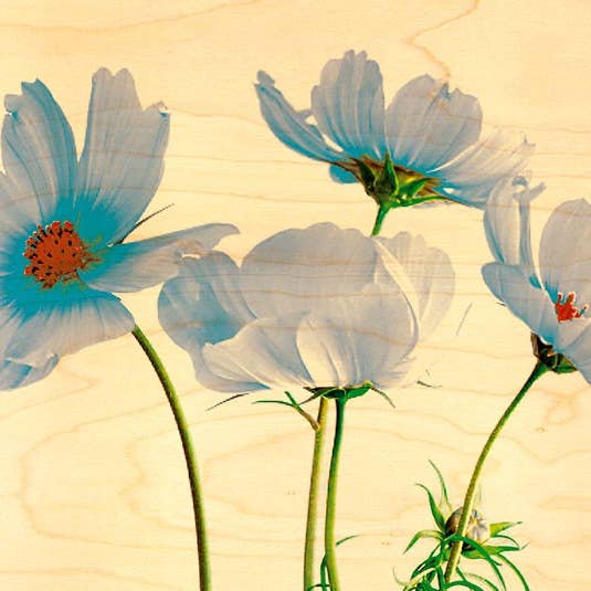 Blue Cosmos Wood Postcard for wholesale by Hironwoods