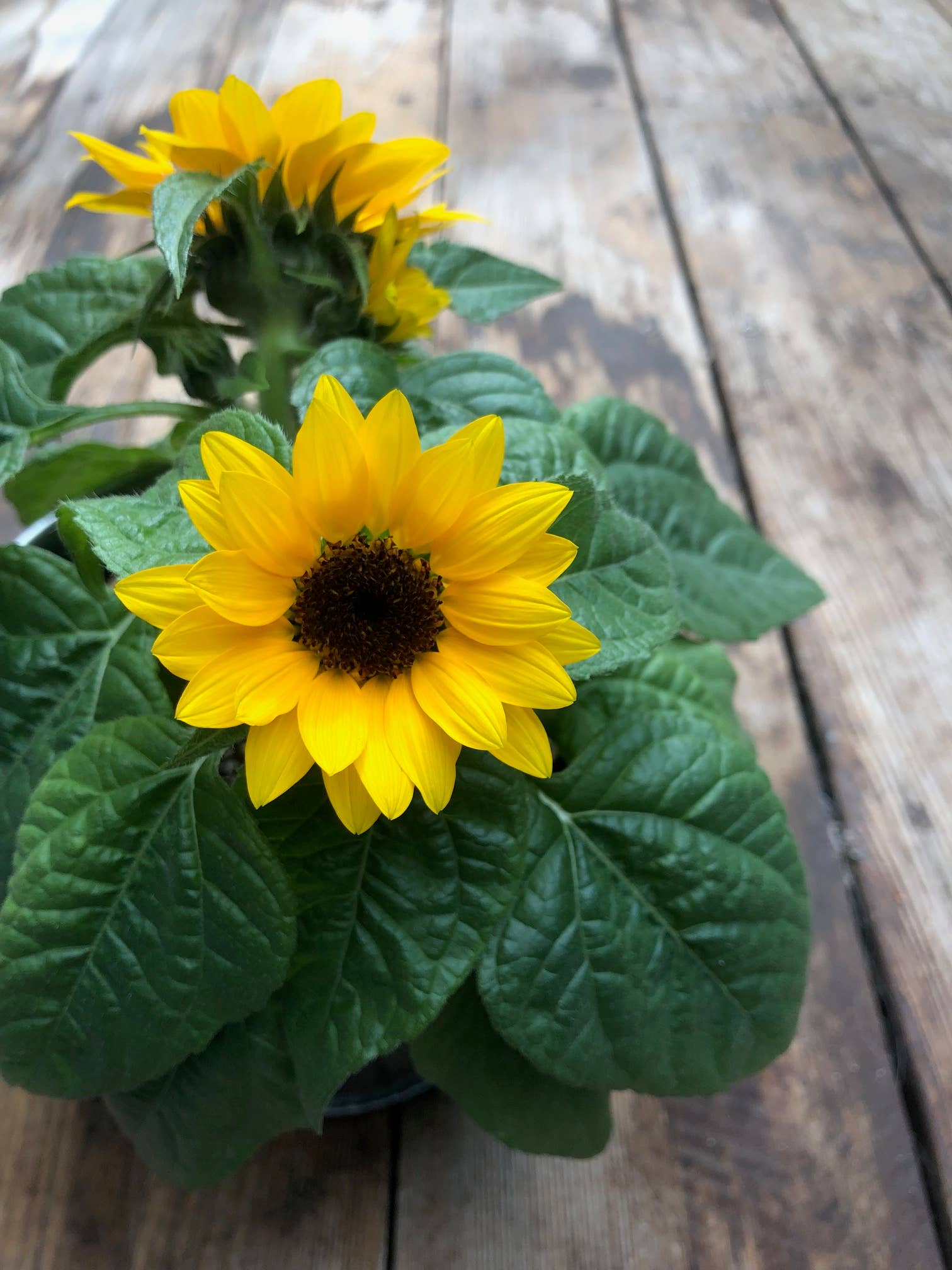 Potting Shed Creations, Ltd. - Wholesale Plant Seeds - Kids Garden in a Bag | Sunflower | Spring Gift | Best Seller7