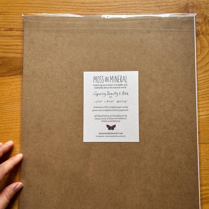 Moss and Mineral - Wholesale Art Print - Spring Beauty Bee and Flower, Botanical Illustration7