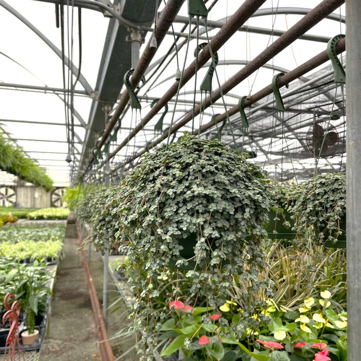 Thorsen's Greenhouse - Wholesale Live Plant - Pilea Aquamarine Plant - 6" Live Plant