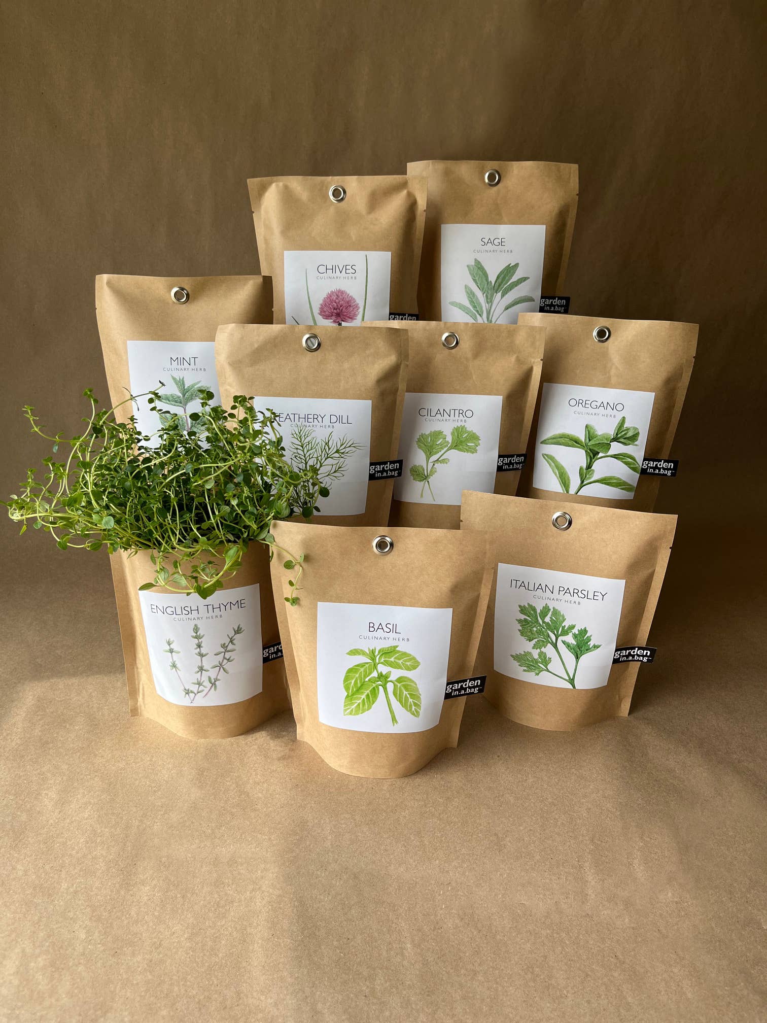 Potting Shed Creations, Ltd. - Wholesale Plant Seeds - Garden in a Bag | English Thyme | Spring Kitchen Garden Gift6