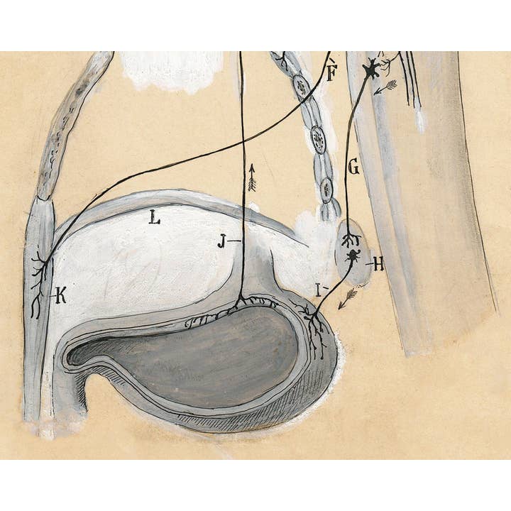 Rock Paper Scissors Wall Art – Engroshandel Kunsttryk – Vintage anatomi tegning | Santiago Ramón y Cajal | Antik anatomisk illustration | Neurovidenskab og biologi kunst | Spansk kunstner4