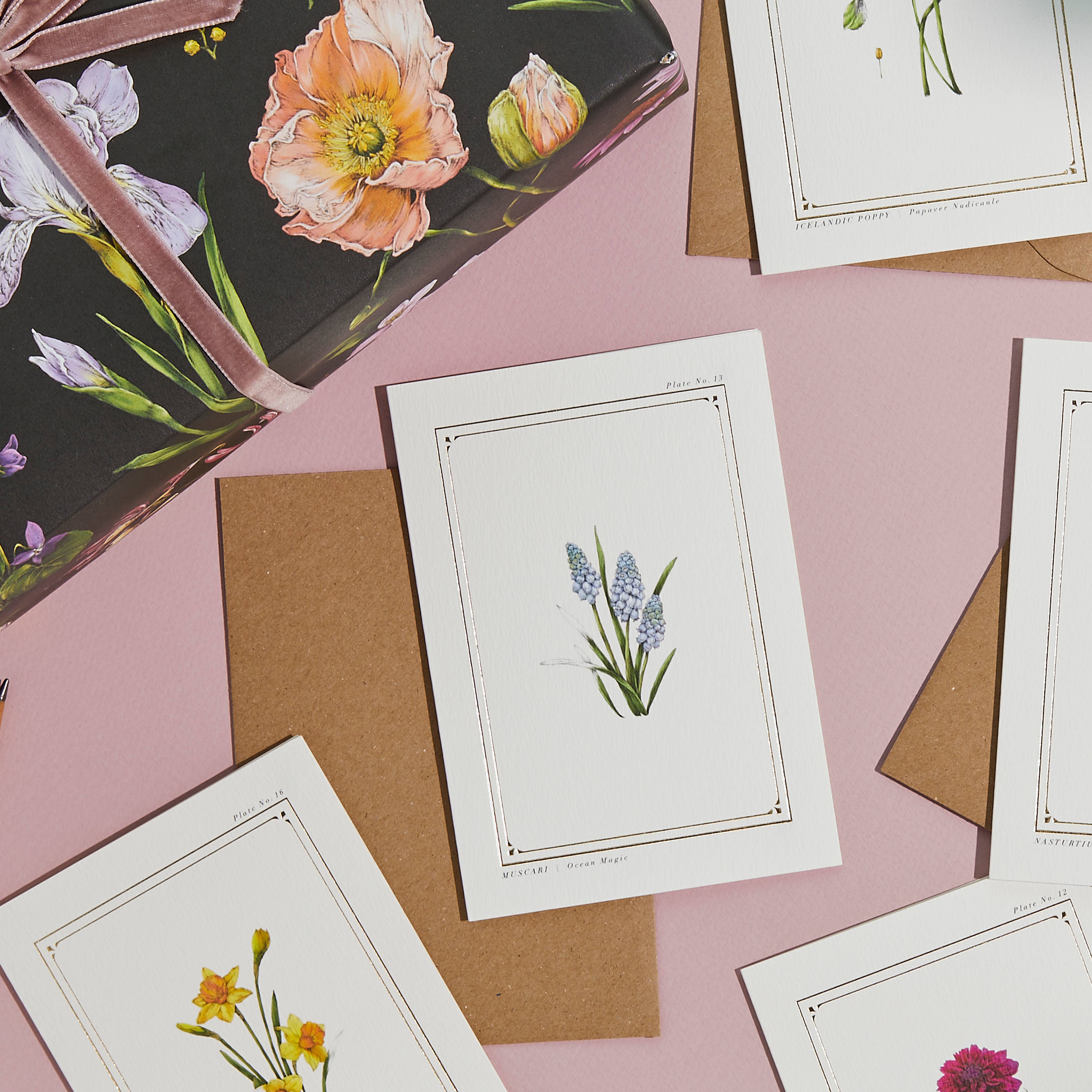 Catherine Lewis Design - Wholesale Everyday Greeting Card - Muscari - 'Botanist Archive : Everyday Edition' - Card2