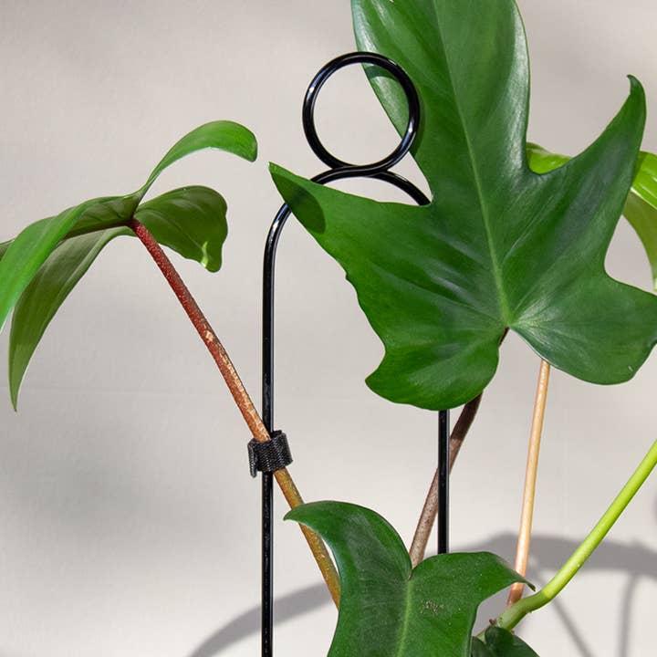 Mini Växtpinne - Pompom - Svart för wholesale av Botanopia - gifts , decor and cards for plant lovers