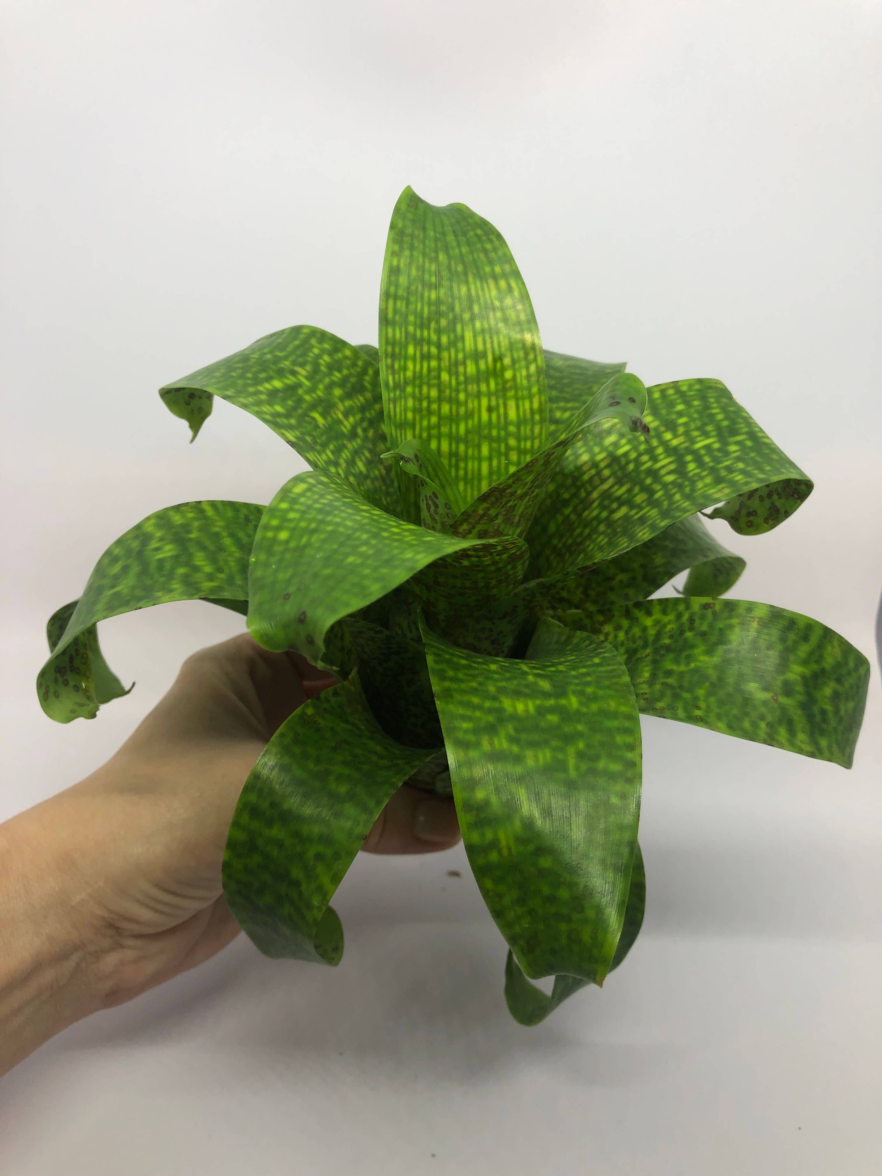 The Artizan Way - Wholesale Live Plant - Vriesea Fenestralis | Live Plant3
