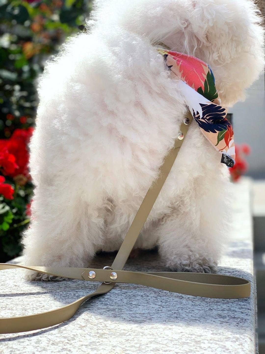 Pet Pooch Boutique - Venta al por mayor Correa - Perros - Correa para perro de Biothane caqui - Accesorios metálicos - Hecho a mano1