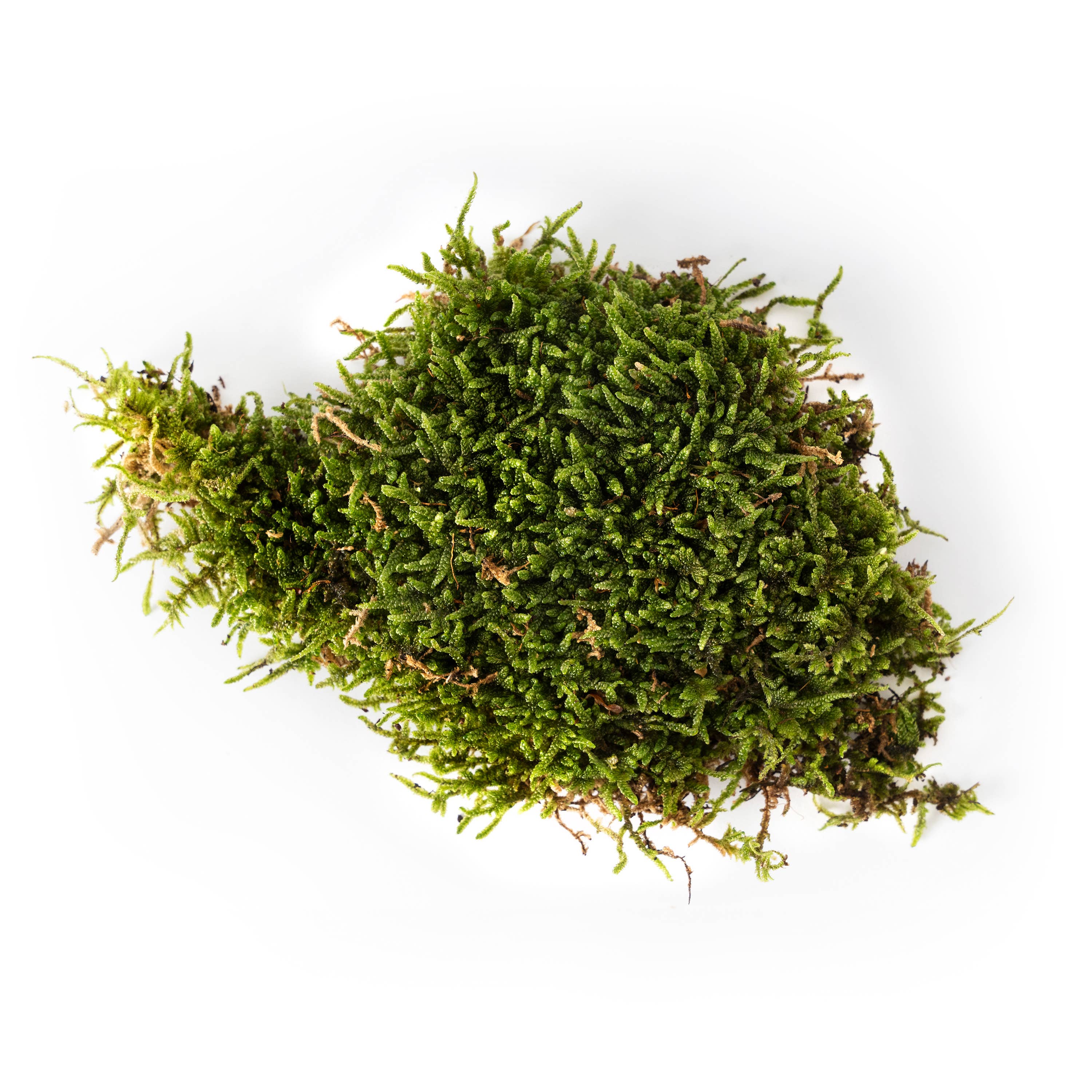 SuperMoss - Vente Plante - Mousse fraîche SuperMoss4