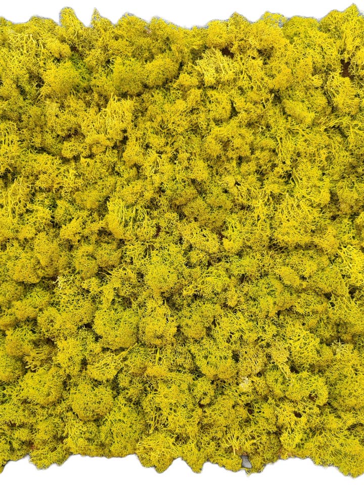 Reindeer mos stabiliseret lav limegrøn fra MossHouse for engroshandel hos Moss House