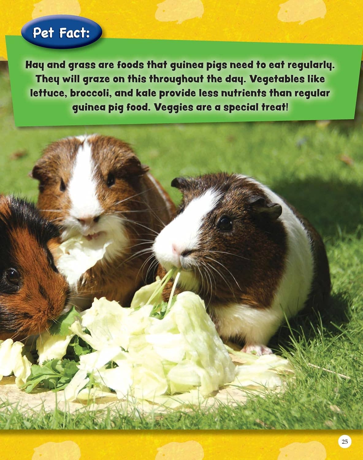 Fox Chapel Publishing - Venta al por mayor Pets - Si los animales pudieran hablar: CONEJILLOS DE INDIAS: aprenda datos curiosos (SC)3