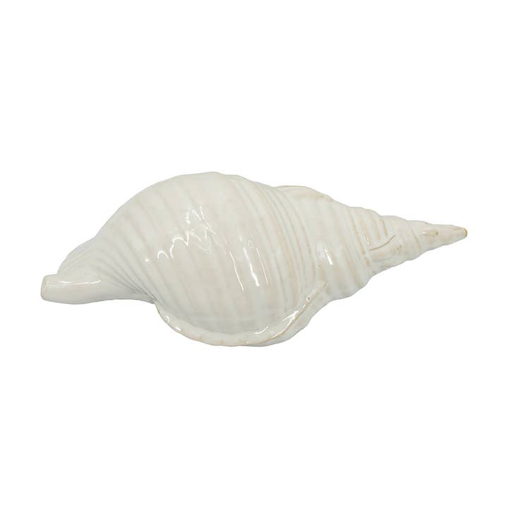 Seashell for wholesale by A&B Home Group Inc.