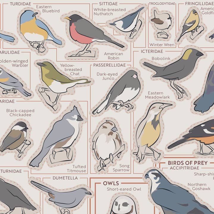 Pop Chart - Wholesale Art Print - Birds of the Northeast Scratch-Off Chart | 12" x 16" Print4