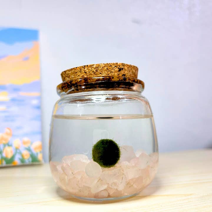 Moss Amigos | Moss Ball Terrariums - Wholesale Live Plant - Medium Marimo Moss Ball with Rose Quartz Gemstones