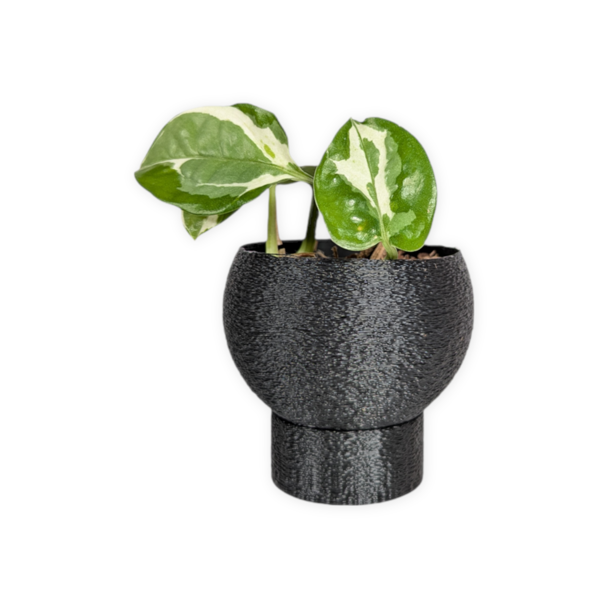 Leafprints.3d - Wholesale Plant Pot - The Petal – 2 Inch Planter with Drip Tray0