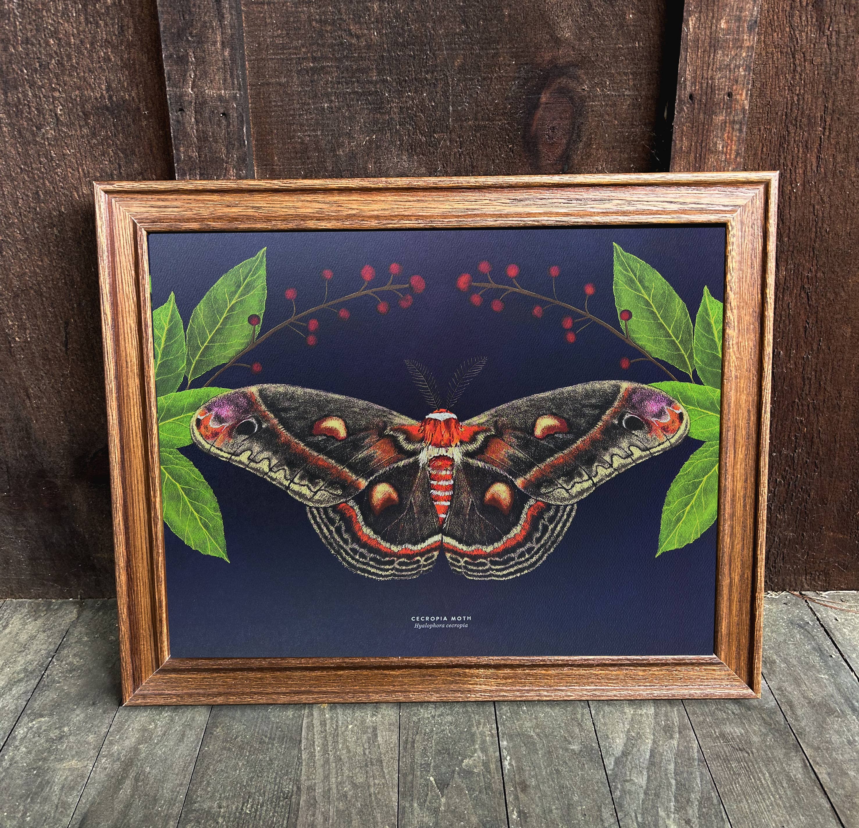 Moss and Mineral - Wholesale Art Print - Cecropia Moth, Scientific Illustration Botanical Print7