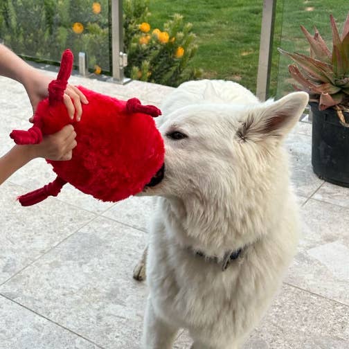 Pals For Paws - Wholesale Pet Plush Toy - Dog - Pals for paws - Chilli Durable Plush Dog Toy