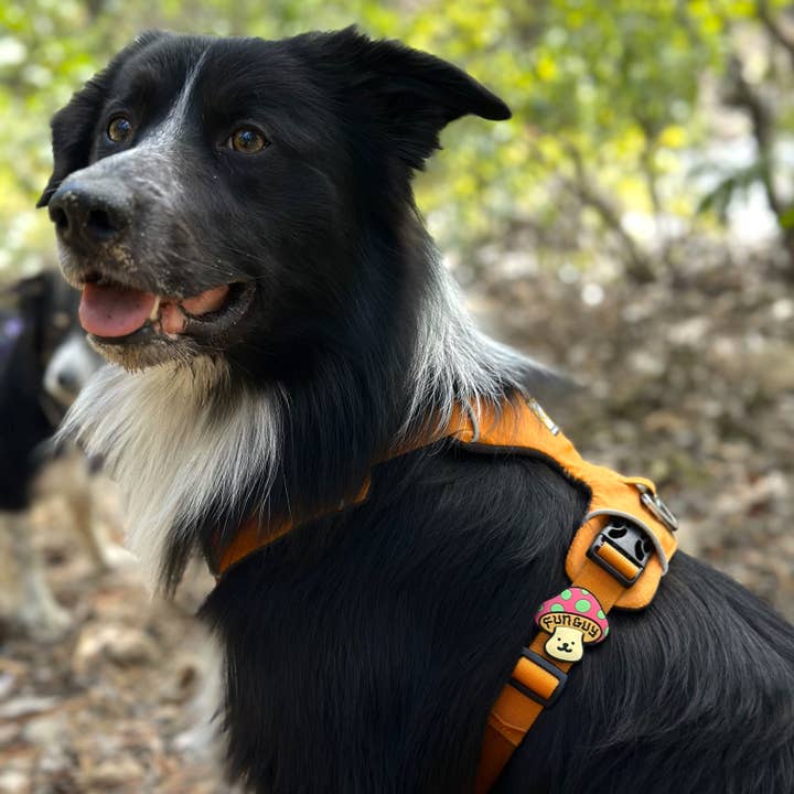 Jiby Dog Crew – wholesale Halsbandsberlock - Katt och hund – Rolig Kille Hund Jiby