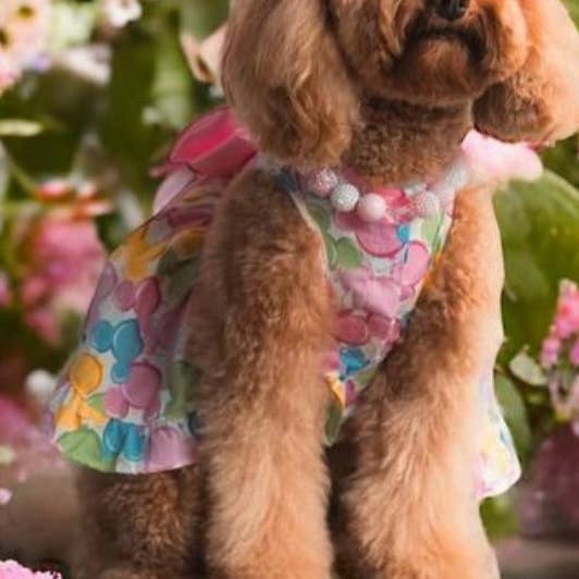 SMALL DOG - Vestido de Festa para Cão por atacado de DoggyDolly Australia/NZ