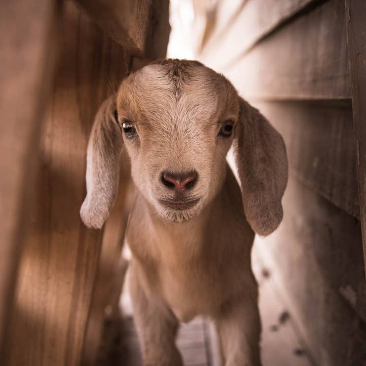 Baby Goat Photography Art Multi-Size Wall Decor Print for wholesale by Hope Decor