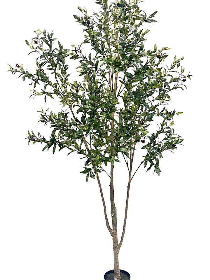 Olivenbaum 190 cm für den Großhandel von Aguilar Málaga