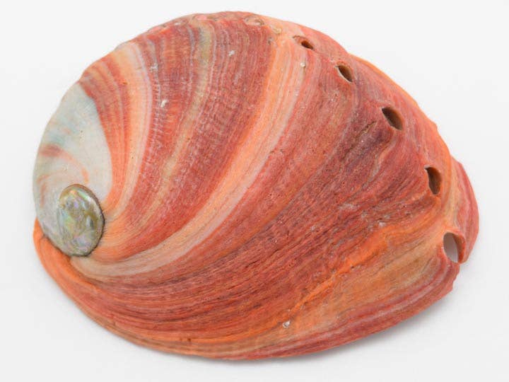 Nature's Retreat - Wholesale Smudge Plate - Red abalone smudge shell: Small 3 inch1
