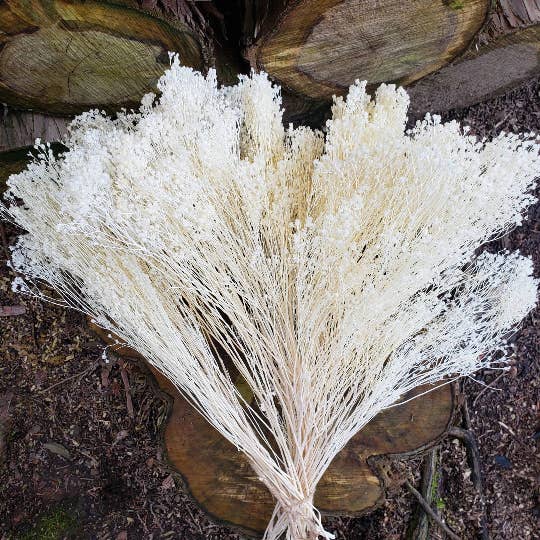 Dried Gypsy Bloom Flower (Babys Breath Alt)- 4oz White/Cream for wholesale by BLOOMINGFUL.COM