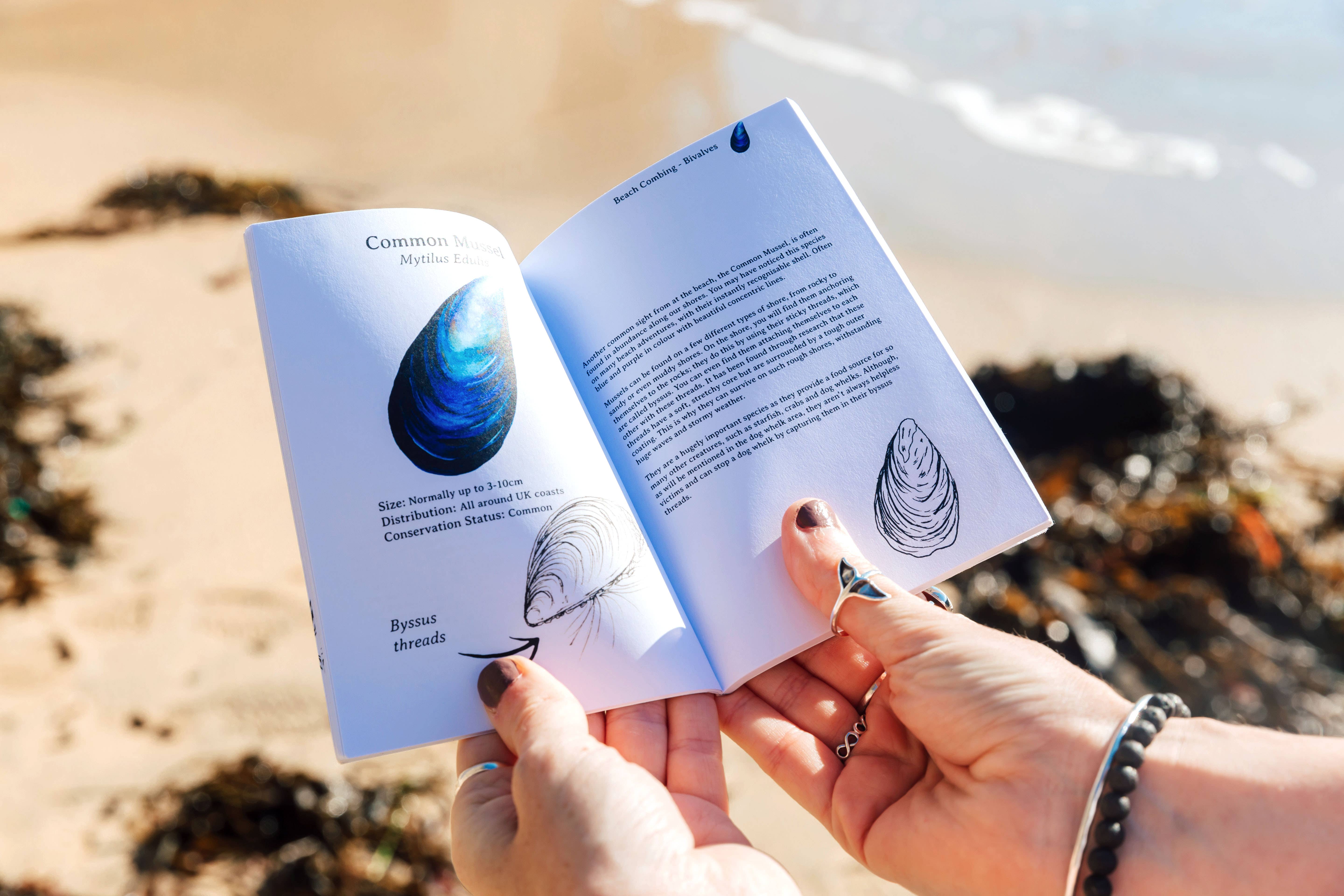 Rachael Farrar Artist – wholesale Nature and outdoors – Beach Combing Pocket Guide3