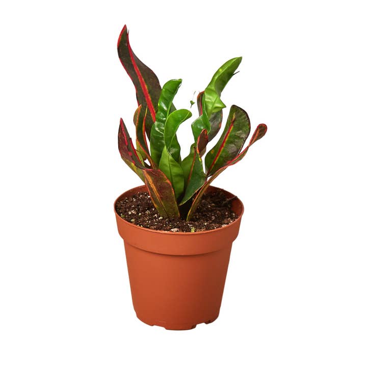 Croton Mammy Live Plant, 3-Inch Pot for wholesale by House Plant Wholesale