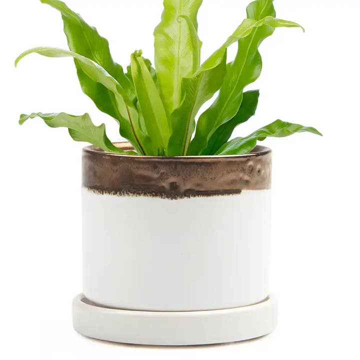 Chive UK - Wholesale Plant Pot - Minute Handmade Ceramic Planter Indoors Pot With Saucer32