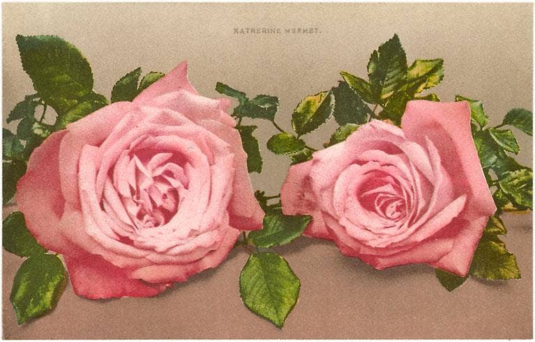 Found Image Press - Wholesale Stationery/Notecard Set - Greeting Card FC-13 Katherine Mermet Pink Roses0