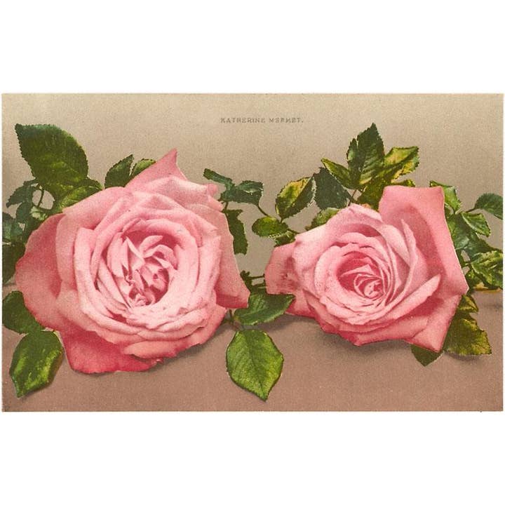 Found Image Press - Wholesale Stationery/Notecard Set - Greeting Card FC-13 Katherine Mermet Pink Roses