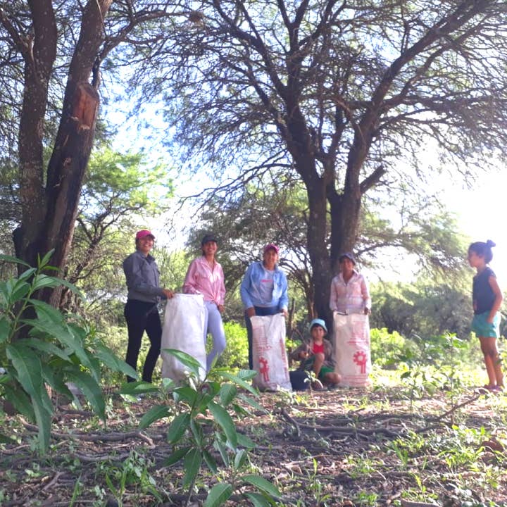 Burlap & Barrel - Wholesale Dried Spice - Wild Mesquite (Mesquite bean flour) - Single Origin Spice2
