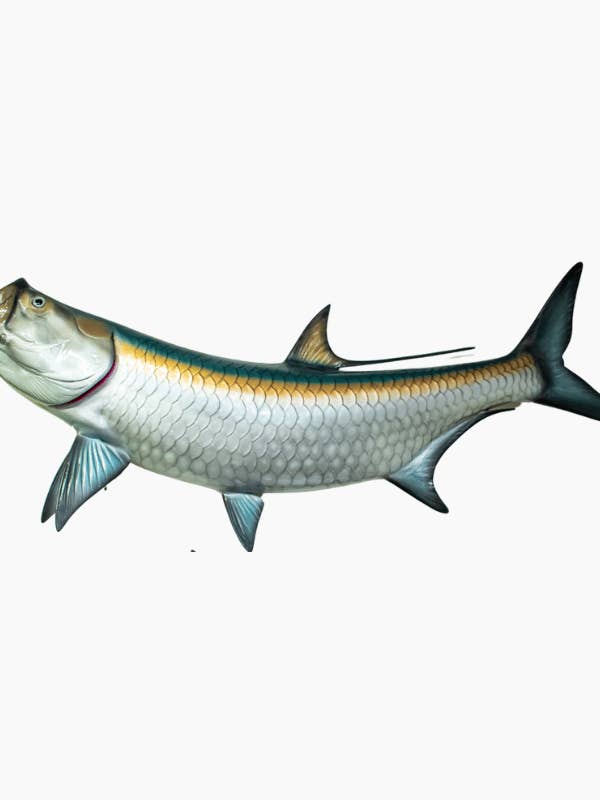 Mur de Tarpon pour la vente par Bluewave Fish Mounts