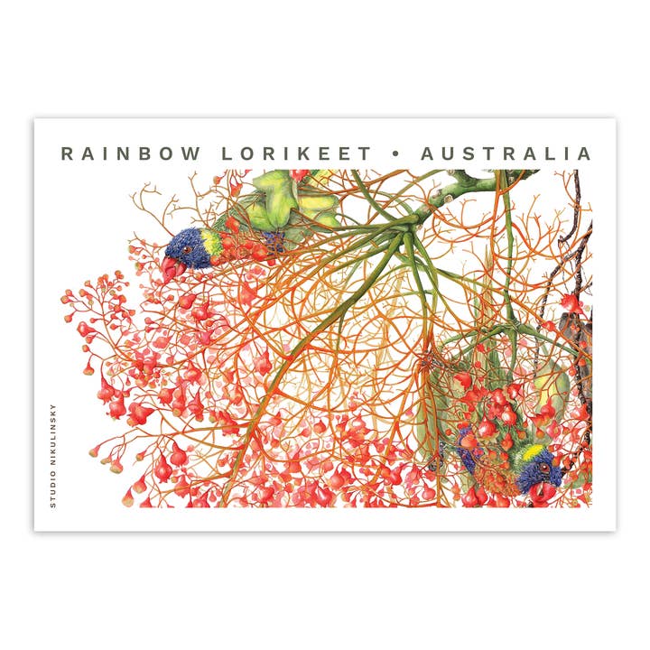 STUDIO NIKULINSKY - Wholesale Postcard - Postcard: Rainbow Lorikeets - Australia