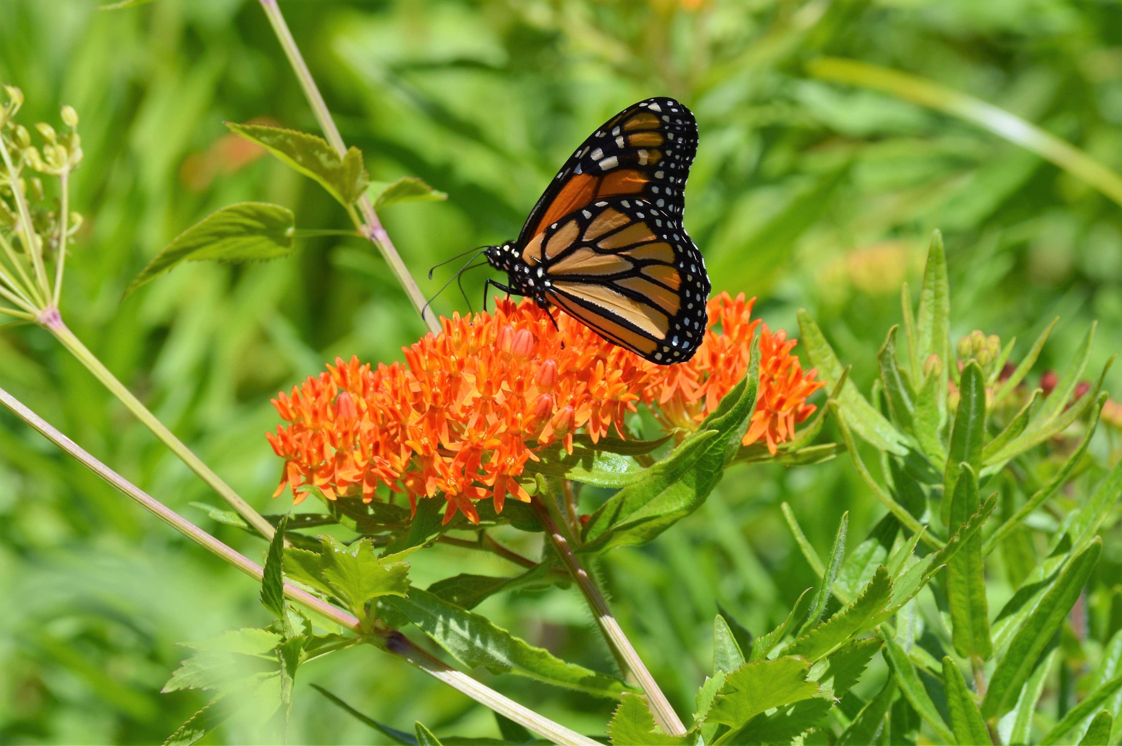 Bentley Seed Co. - Wholesale Plant Seeds - Help Save the Butterflies - Milkweed Mix Seed Packets7