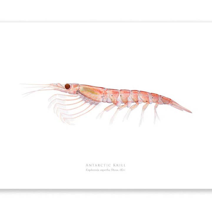 Antarctic Krill - Fine Art Print for wholesale by Stick Figure Fish