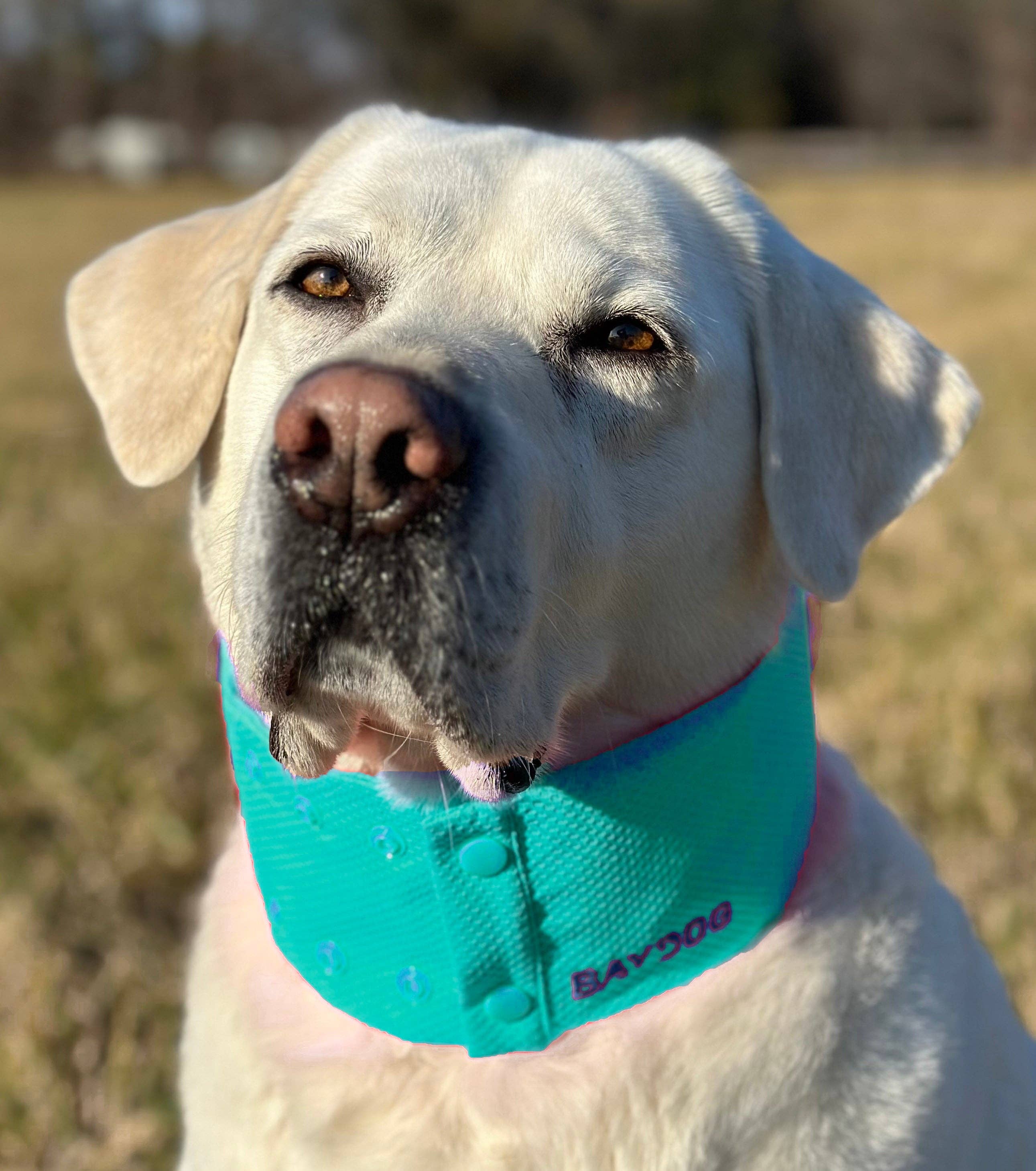 BAYDOG – Engroshandel Halsbånd - Hund – Arctic Bay kølehalsbånd til hunde2